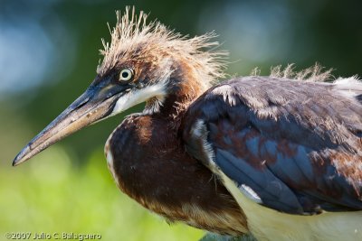 20070718_great_blue_heron_012.jpg