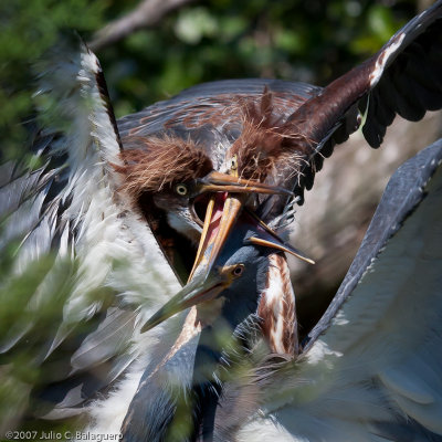 20070718_great_blue_heron_028.jpg