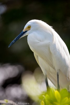 20070718_snowy_egret_007.jpg