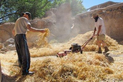 Chopping Straw