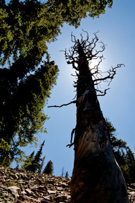 Wheeler Tree and Sky