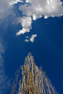 White Tree and Cloud 1.jpg