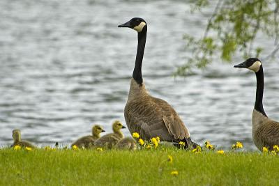 Canada Geese with  Goslings  ~  May 8