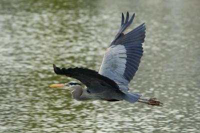 Great Blue Heron in Flight  ~  May 14  [25]