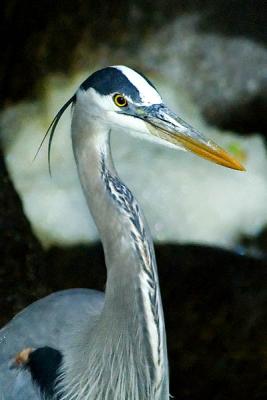 Great Blue Herron Closeup  [9]