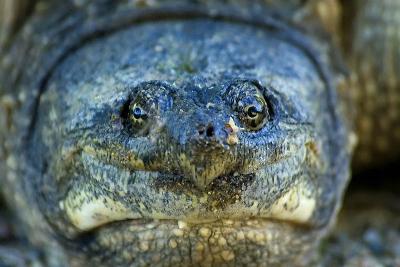 Turtle Closeup  ~  June 2  [10]