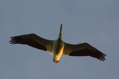 Pelican in Flight  ~  June 3  [10]