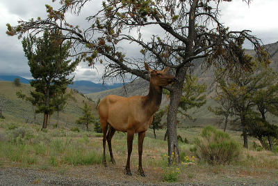 Elk  ~  June 8
