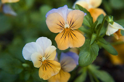 Pastel Pansies  ~  June 18