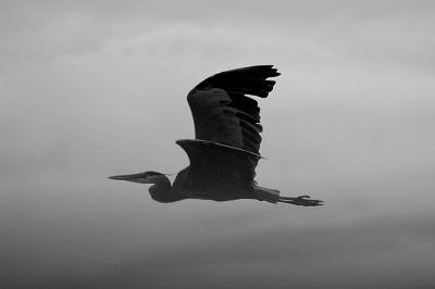 Blue Heron in Flight  ~  June 19
