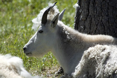 Rocky Mountain Goat II