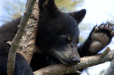 Bear Cub III