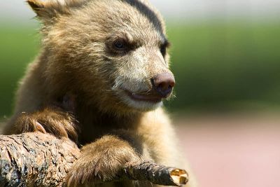 Bear Cub VII