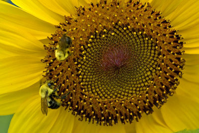 Sunflower Bees  ~  July 19  [12]