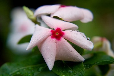 Raindrop Flowers  ~  August 13  [11]