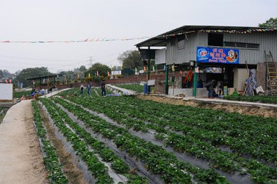 StrawberryFarm02.jpg