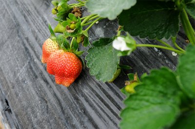 StrawberryFarm03.jpg