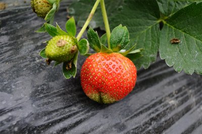 StrawberryFarm06.jpg