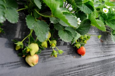 StrawberryFarm10.jpg