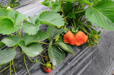 StrawberryFarm12.jpg
