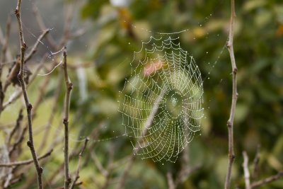 Dew