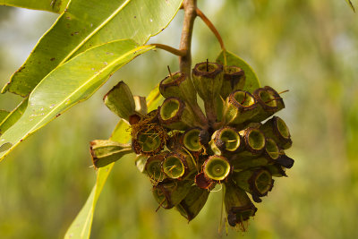 Gum Nuts