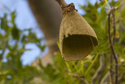 Boab Nut