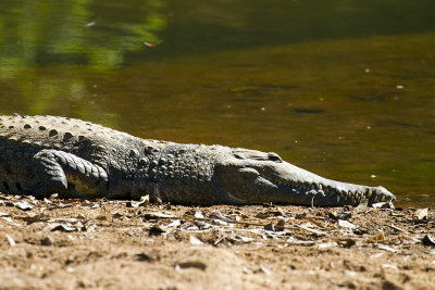 Crocodile