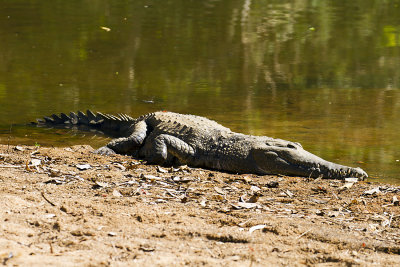 Crocodile