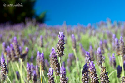 Lavender
