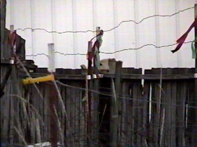 Opie mowing and Dusty watching over his fence.jpg