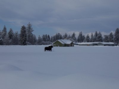 Moose Jan 28, 2008