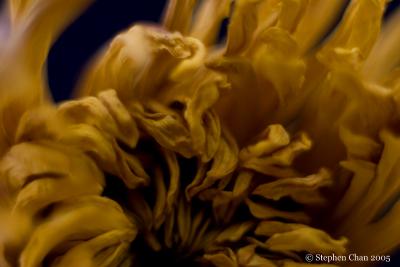 Chrysanthemum