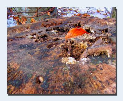 g4/49/546949/3/52376983.IMG_0502treestump1116frames.jpg