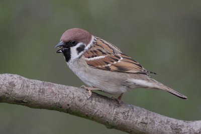 Tree Sparrow