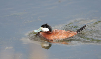 Ruddy Duck