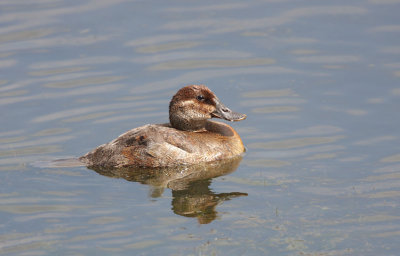 Ruddy Duck