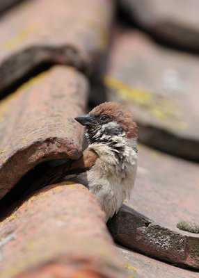 Tree Sparrow