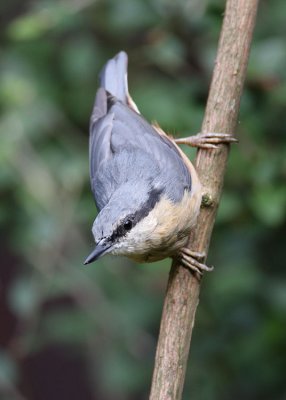 Nuthatch