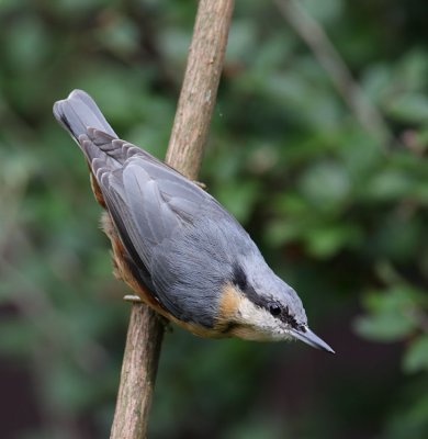Nuthatch