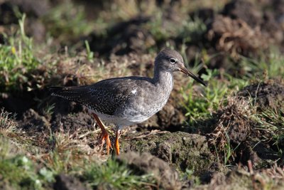 Redshank