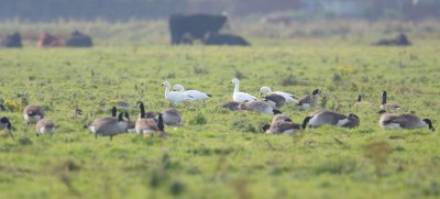 Snow Goose
