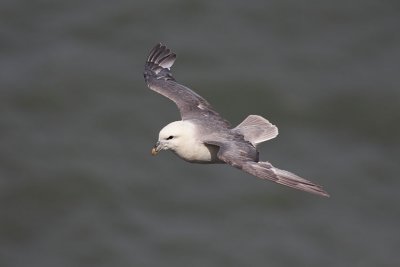 Fulmar