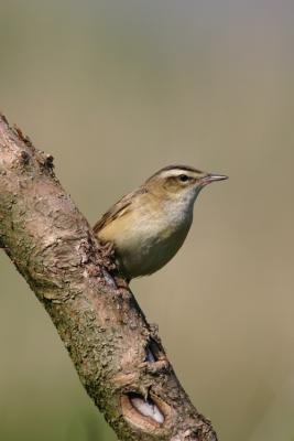 Warbler, Sedge