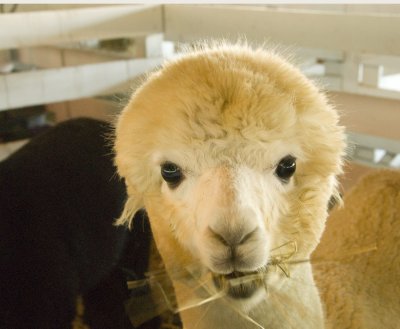 alpaca