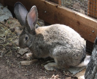 Baby Flemish Giant rabbit