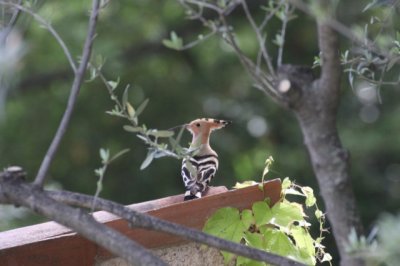 Hoopoe