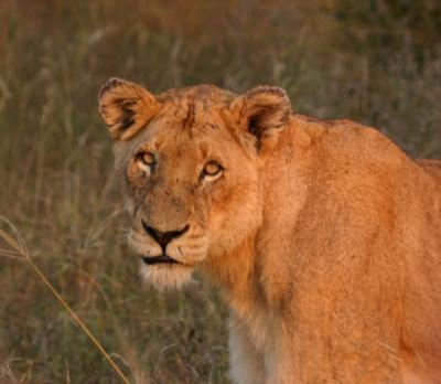 Lioness Ngala