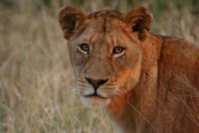 Lioness Ngala