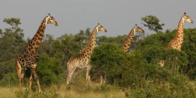 Giraffes Ngala